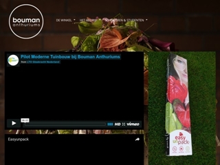 BOUMAN ANTHURIUMS