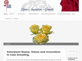 INTERPLANT ROSES BV